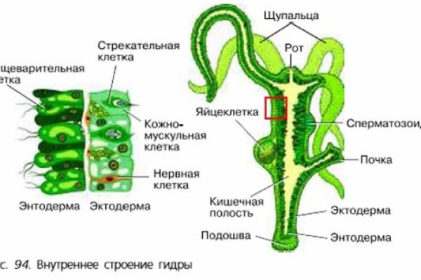 Vk8 at кракен