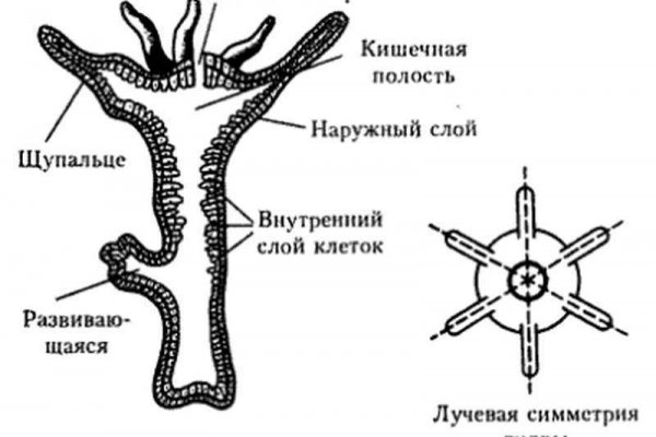 Кракен 22